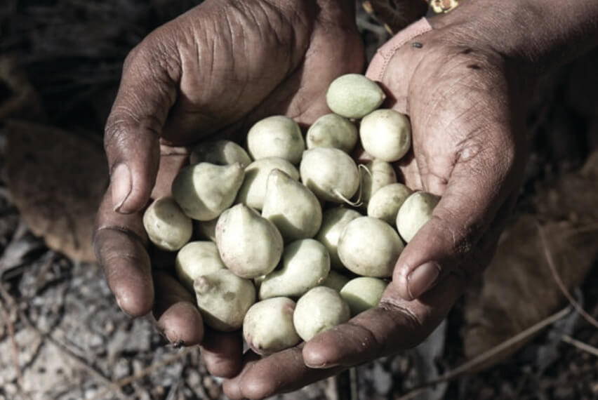 Kakadu Plum: How the secret got out!