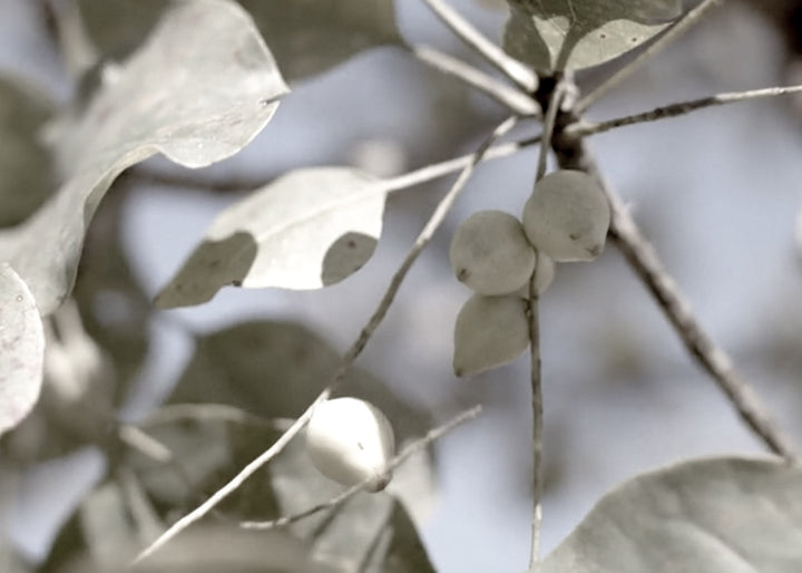 Kakadu Plum