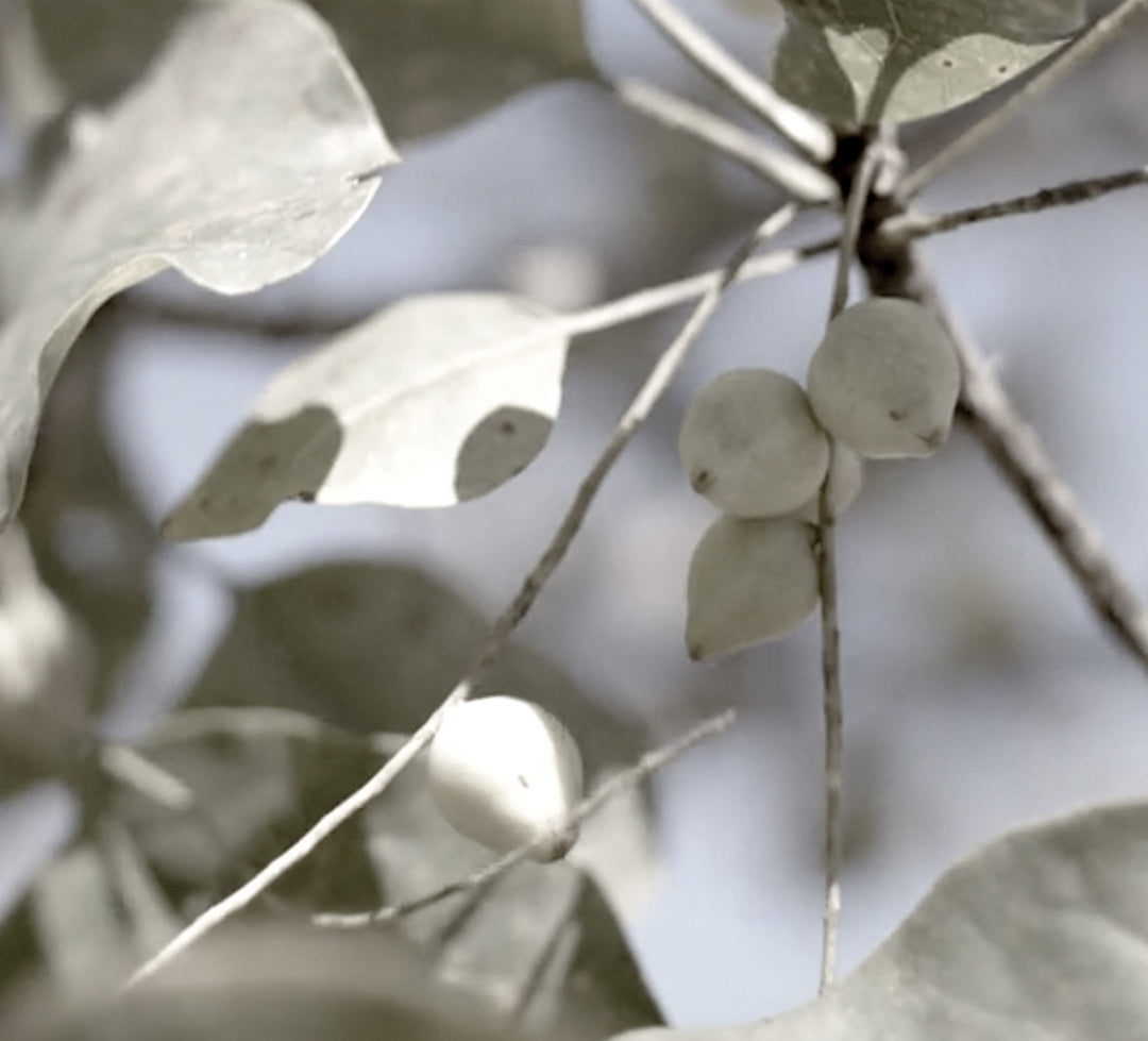 Kakadu Plum